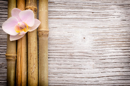 Orchid on a stone surface. の写真素材