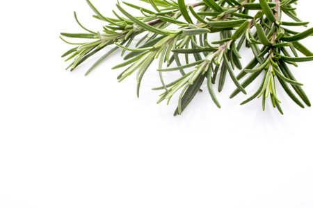 Rosemary twig on the isolated white background.の写真素材