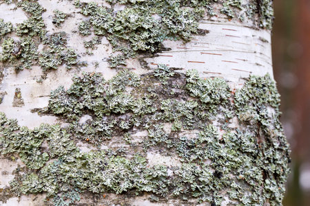 Old wooden plank, wall and floor boards.の写真素材