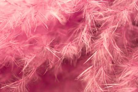 Purple feather abstract background. の写真素材
