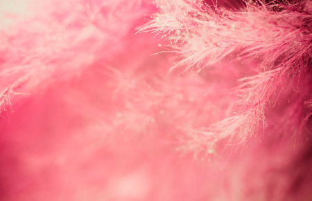 Purple feather abstract background. Macro shoot.の写真素材