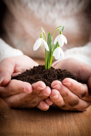 A little girl holding a snowdrop.の写真素材