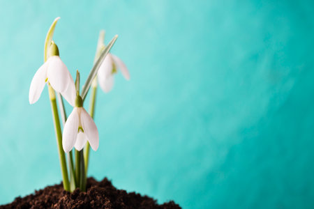 Snowdrop ground stack