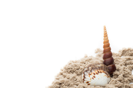 Scallop shell isolated on the white background.の写真素材