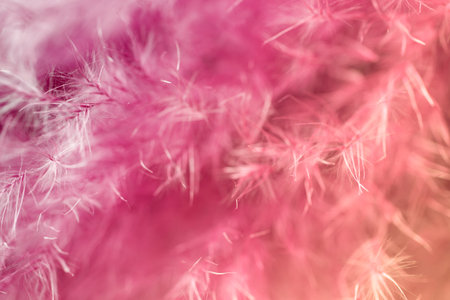 Purple feather abstract background. Macro shoot.の写真素材