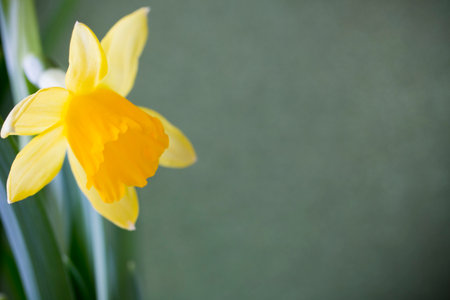 Yellow daffodils on a colored background. Easter greeting card.
