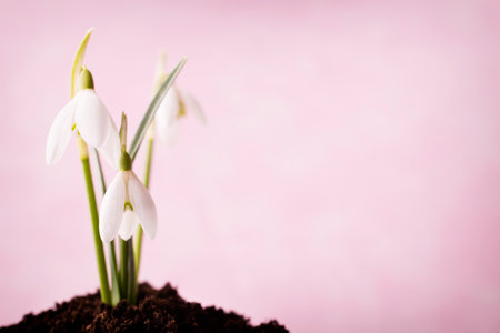 Snowdrop ground stack. Springt time.の写真素材