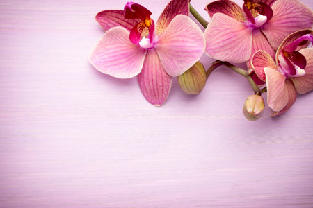 Pink orchid flower. Greeting background.の写真素材