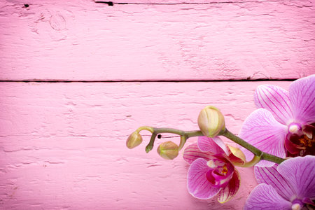 Orchid flower on the wooden .の写真素材