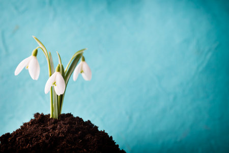 Snowdrop ground stack. Springt time.