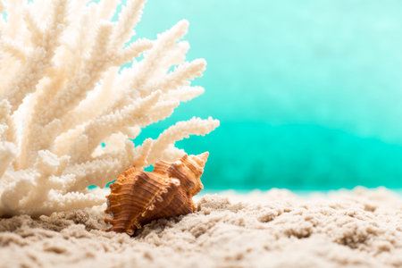 Underwater coral, shells and sand. Sea scene.の写真素材