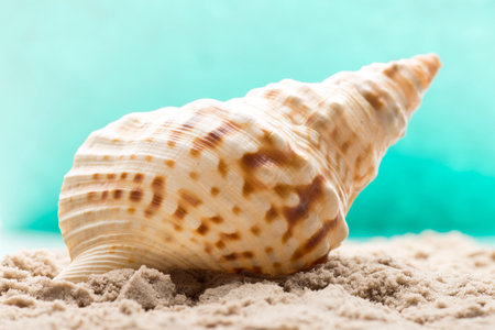 Underwater coral, shells and sand. Sea scene.