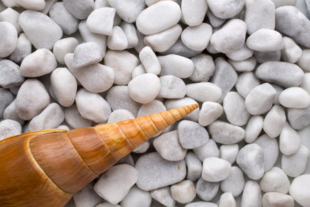 White stone with seashells. studio photo.