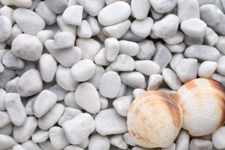 White stones with seashellsの写真素材