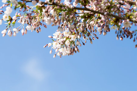 Sakura bloom in spring, the city park, macro photography.