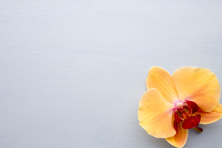 Orchid flower on the wooden background.の写真素材
