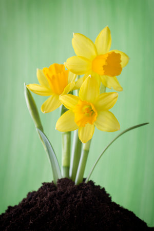 Yellow daffodils on a colored background.の写真素材