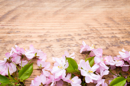 Cherry blossoms on a wooden backgroundの写真素材