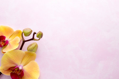 Orchid flowers on the wooden background.の写真素材