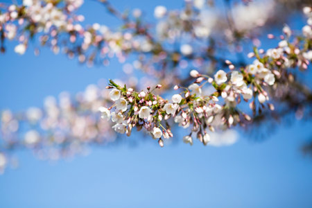 Sakura bloom in spring, macro photography.