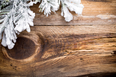Christams greeting card. Pine tree on the wood ackground.の写真素材
