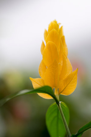 The flowers bloom in spring. Beautiful picture.