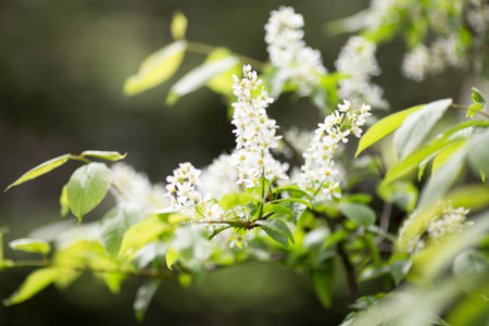 The flowers bloom in spring. Beautiful picture.