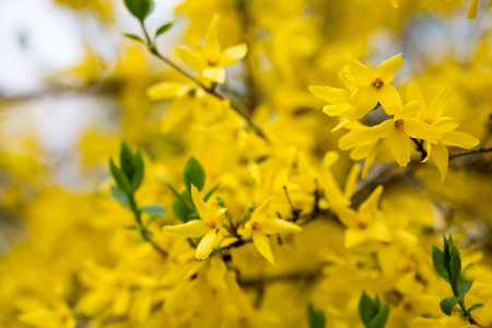 The flowers bloom in spring. Beautiful picture.の写真素材