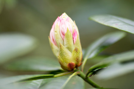 Rhododendron bloom in springの写真素材