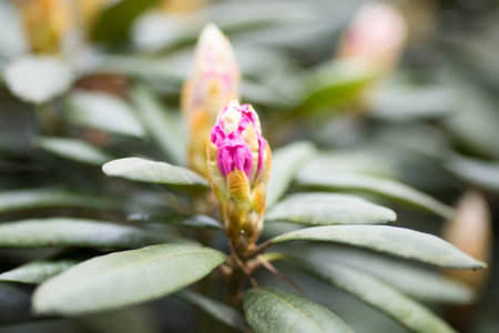 Rhododendron bloom in spring. Beautiful picture.の写真素材
