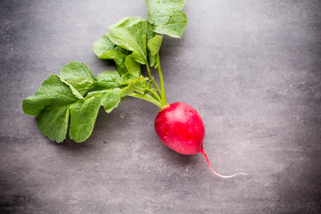 Radish on the grey backgroundの写真素材