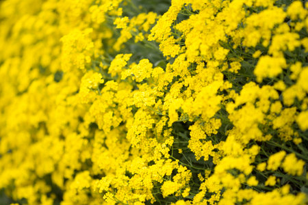 The flowers bloom in spring. Beautiful picture.の写真素材