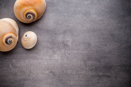 Scallop on gray stone surface. Travel background.