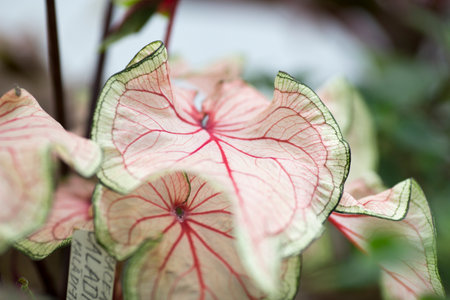 The flowers bloom in spring. Beautiful picture.の写真素材