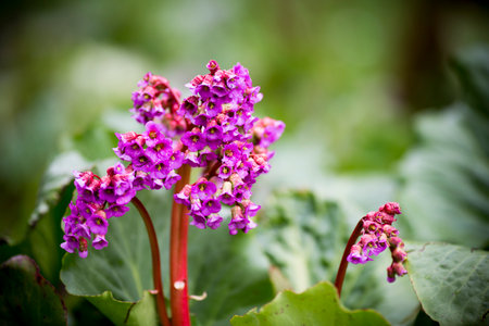 The flowers bloom in spring. Beautiful picture.の写真素材
