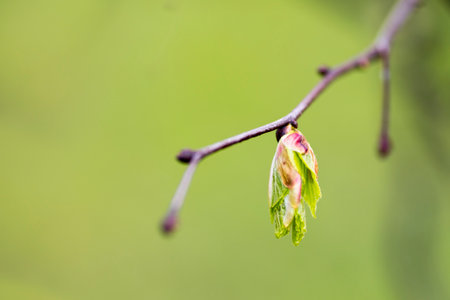 Wooden flowers bloom in spring. Beautiful picture.の写真素材