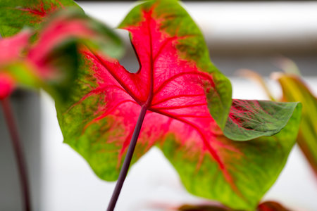 The flowers bloom in spring. Beautiful picture.の写真素材