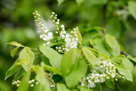 Wooden flowers bloom in springの写真素材