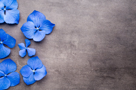 Blue hydrangea on the grey background.の写真素材