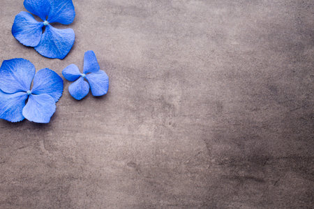 Blue hydrangea on the grey background.の写真素材
