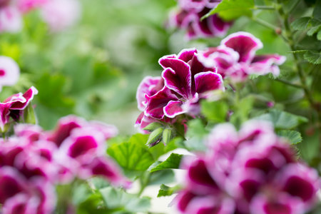 The flowers bloom in spring. Beautiful picture.の写真素材