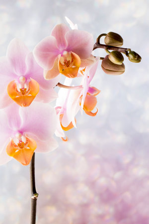Beautiful pink orchid on a gray background.の写真素材