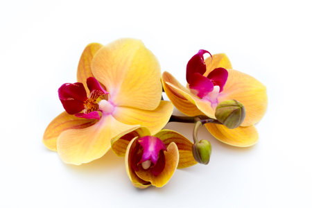 Beautiful yellow orchid on the white background.の写真素材