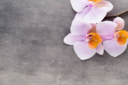 Beautiful pink orchid on a gray background.の写真素材