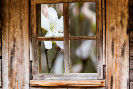 Wooden window frame, spring, flowering trees.