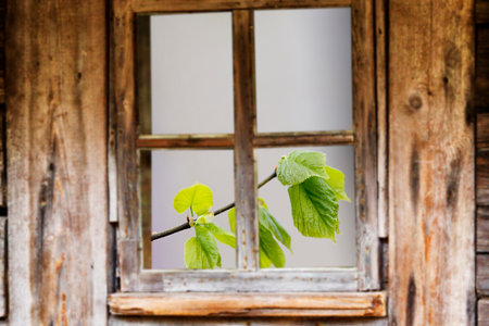 Wooden window frame, spring, flowering trees.の写真素材