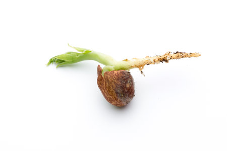 Organic pea sprouts on white background.の写真素材
