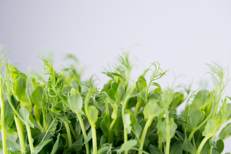 Organic pea sprouts on white background.