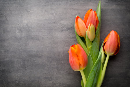 Tulip on the grey  background.の写真素材