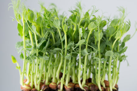 Organic pea sprouts in white backround.の写真素材